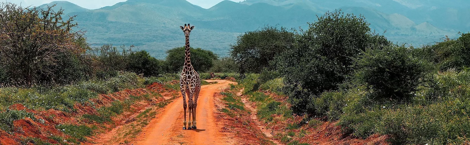 En ensam giraff står på en grusväg i Tsavo, Kenya