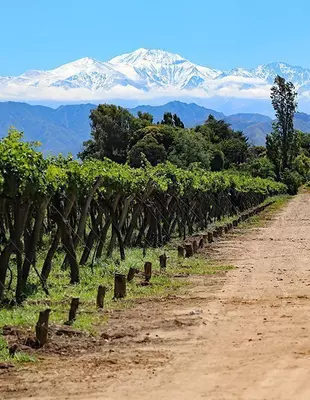 Vingårdar i Mendoza, vinregionen i Argentina
