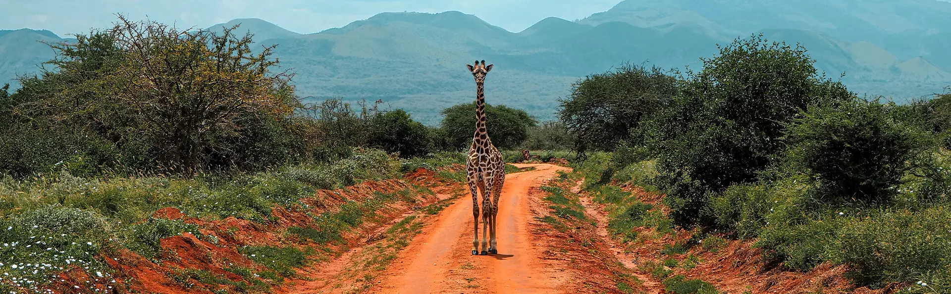 En giraff står på en röd jordväg i Tsavo nationalpark, Kenya