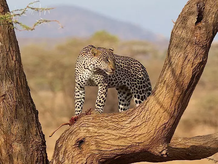 Leopard i ett träd i Samburu i Kenya
