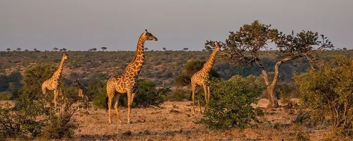 Giraffer i Kruger National Park i Sydafrika
