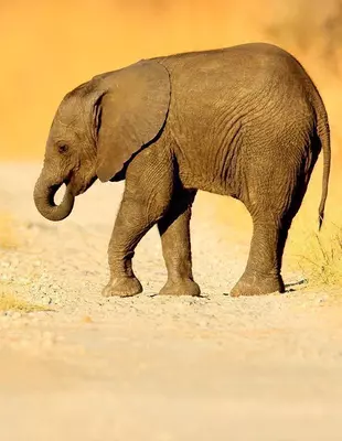 Elefantunge går över väg i Chobe nationalpark