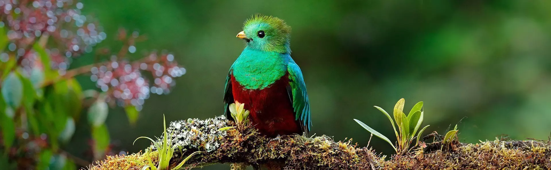 Kolibri svävar över fuchsia i Costa Rica