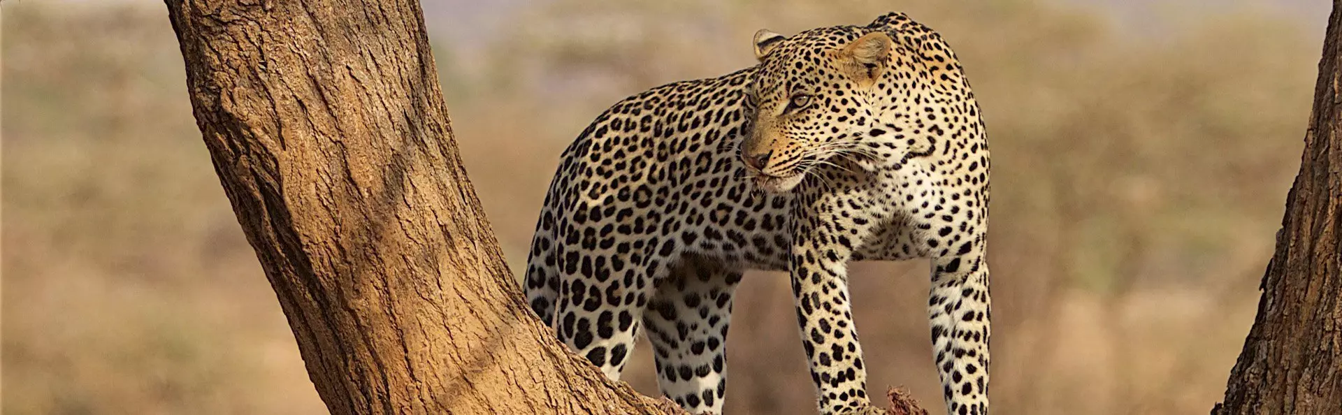 Leopard i ett träd i Samburu i Kenya