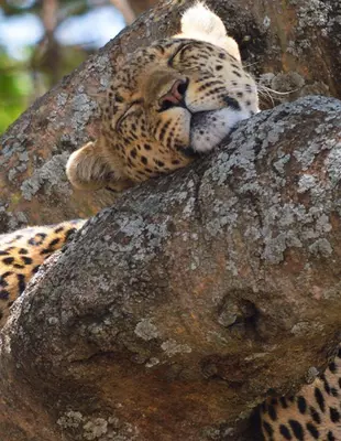 Leopard sover i ett träd på Serengeti