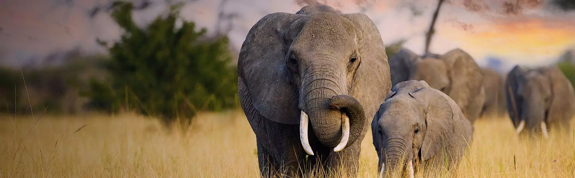 Safariresor til Afrikaa