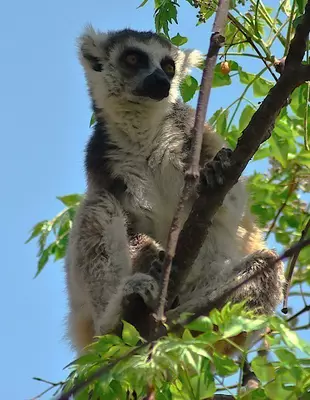 Ringsvansade lemur i Anja Reserve på Madagaskar