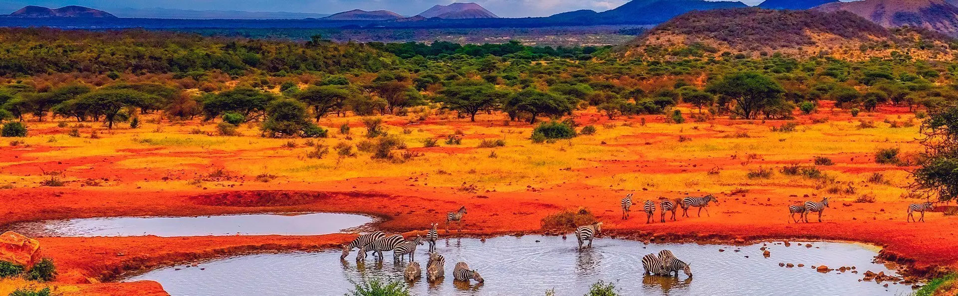 Zebror vid sjö i Tsavo nationalpark i Kenya