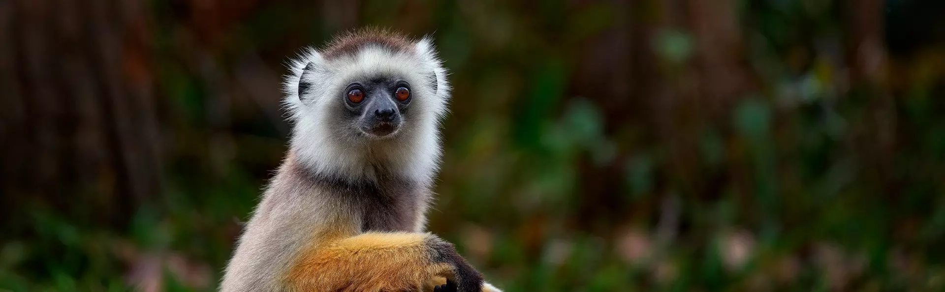 Sifika-lemur i Andisabe-Mantadia nationalpark på Madagaskar
