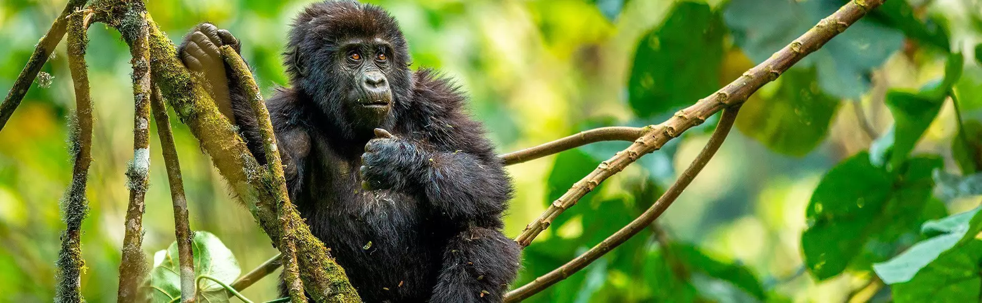 Gorillabebis i ett träd i djungeln