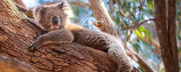 Koala som vilar i Australien