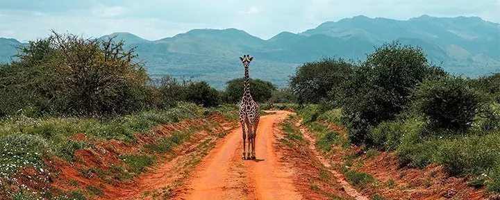 En ensam giraff står på en grusväg i Tsavo, Kenya