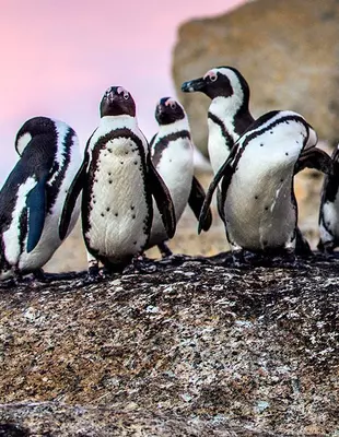 Pingviner vid Boulders Beach i Kapstaden