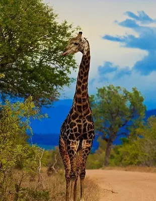 Giraff äter från träd i Kruger