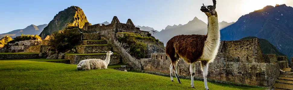 Två lamor slappnar av vid Macchu Picchu
